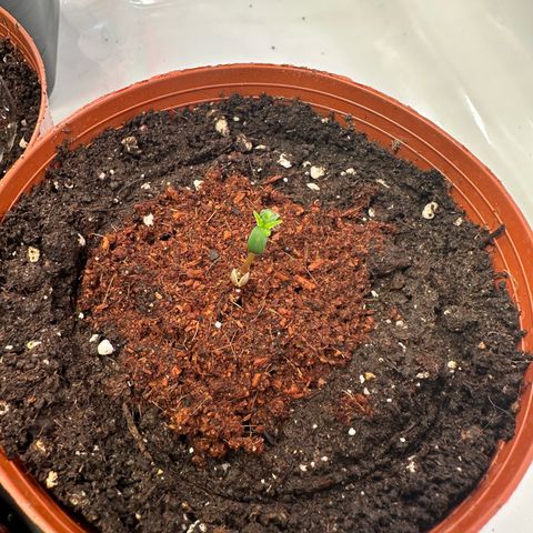 Blue Cheese growlog timeline photo