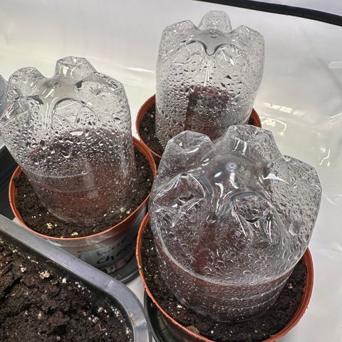 Blue Cheese growlog timeline photo
