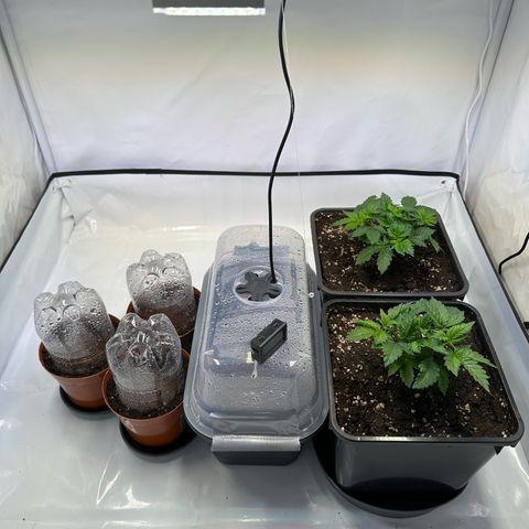 Blue Cheese growlog timeline photo