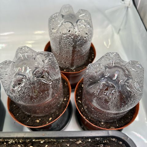 Blue Cheese growlog timeline photo