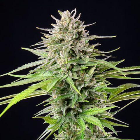 Blue Cheese growlog timeline photo