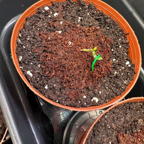 White Truffle Limited Edition  growlog timeline photo
