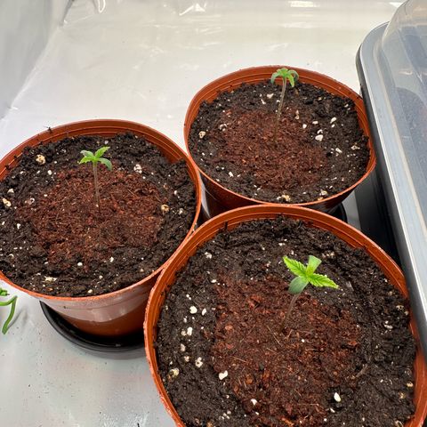 Blue Cheese growlog timeline photo
