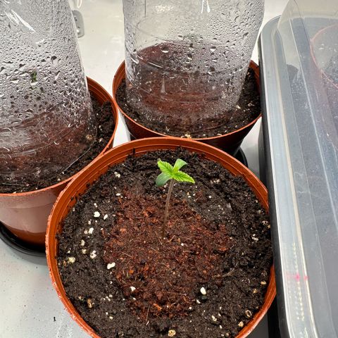 Blue Cheese growlog timeline photo