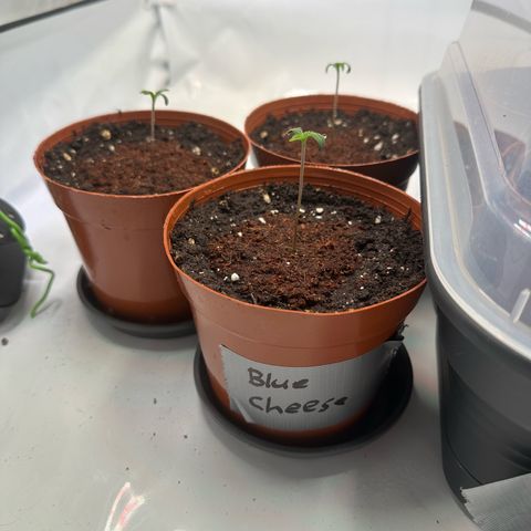 Blue Cheese growlog timeline photo