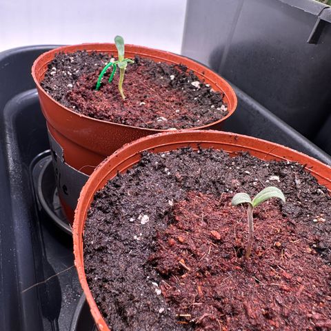 White Truffle Limited Edition  growlog timeline photo