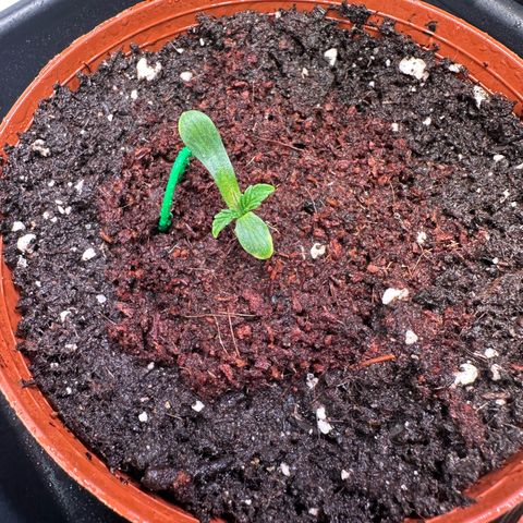 White Truffle Limited Edition  growlog timeline photo