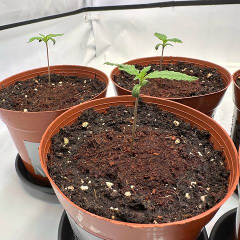 Blue Cheese growlog timeline photo