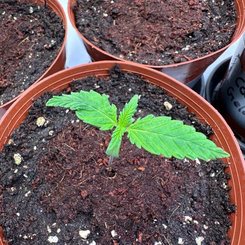Blue Cheese growlog timeline photo