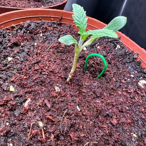 White Truffle Limited Edition  growlog timeline photo