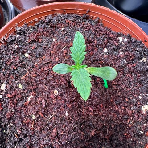 White Truffle Limited Edition  growlog timeline photo