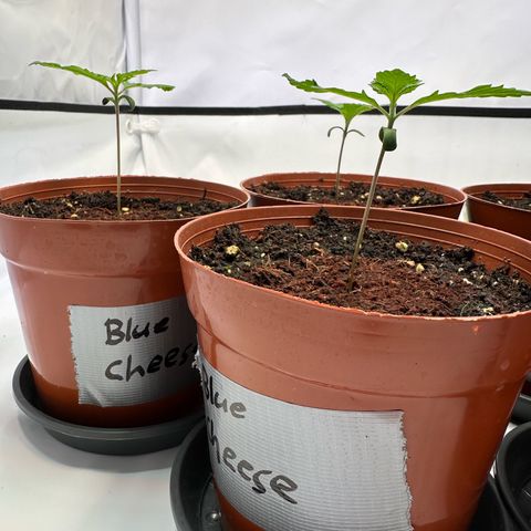 Blue Cheese growlog timeline photo
