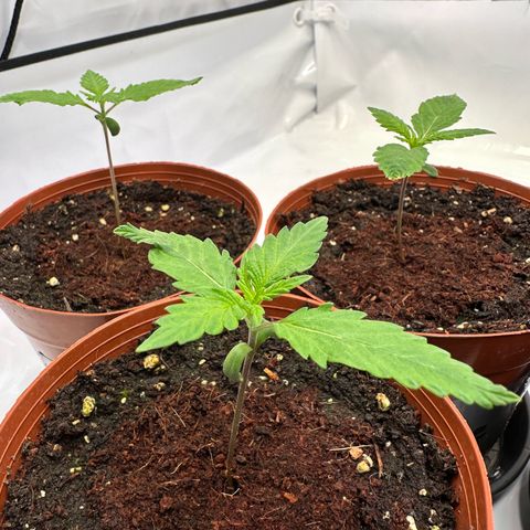 Blue Cheese growlog timeline photo