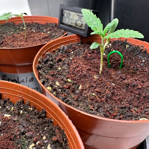 White Truffle Limited Edition  growlog timeline photo