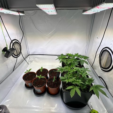White Truffle Limited Edition  growlog timeline photo
