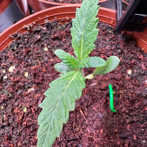 White Truffle Limited Edition  growlog timeline photo
