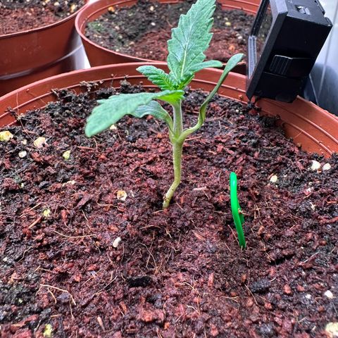 White Truffle Limited Edition  growlog timeline photo
