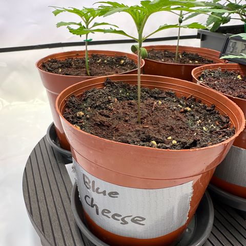 Blue Cheese growlog timeline photo