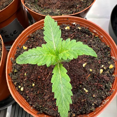 White Truffle Limited Edition  growlog timeline photo