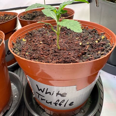 White Truffle Limited Edition  growlog timeline photo