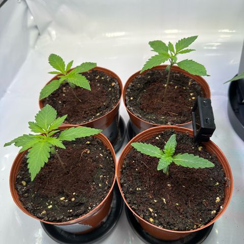 White Truffle Limited Edition  growlog timeline photo