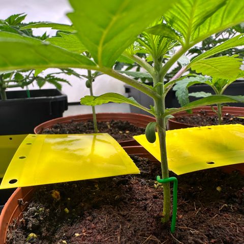 Blue Cheese growlog timeline photo