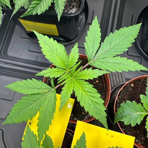 Blue Cheese growlog timeline photo