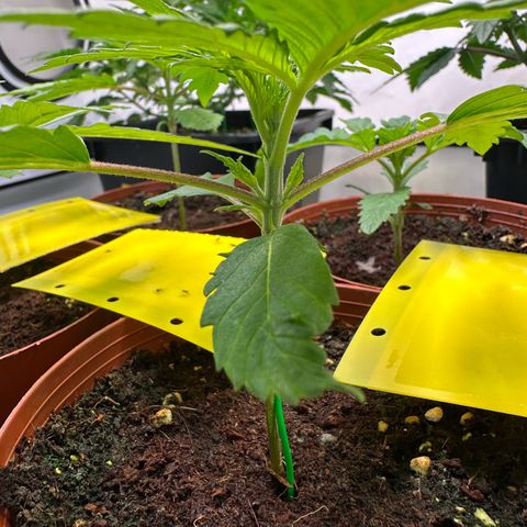 Blue Cheese growlog timeline photo