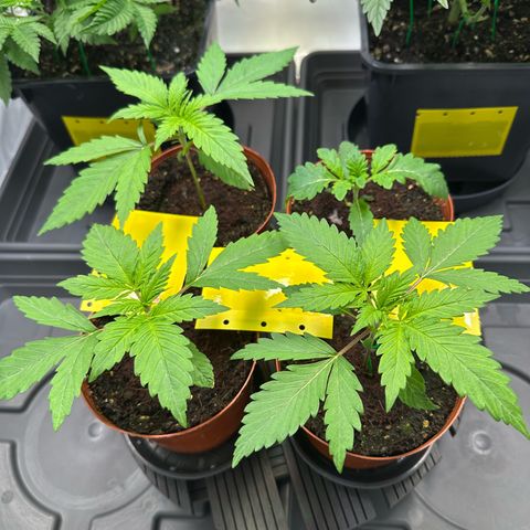Blue Cheese growlog timeline photo
