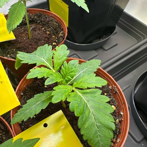 White Truffle Limited Edition  growlog photo: Die Blätter sind sehr abgerundet 
Sonnensegel sind leicht deformiert 