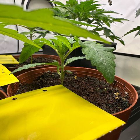 White Truffle Limited Edition  growlog photo: Die Blätter sind sehr abgerundet 
Sonnensegel sind leicht deformiert 