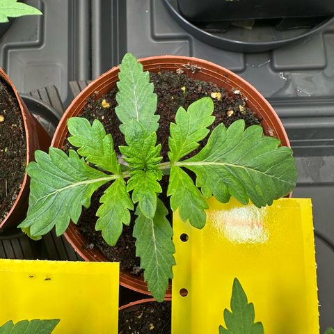White Truffle Limited Edition  growlog photo: Die Blätter sind sehr abgerundet 
Sonnensegel sind leicht deformiert 