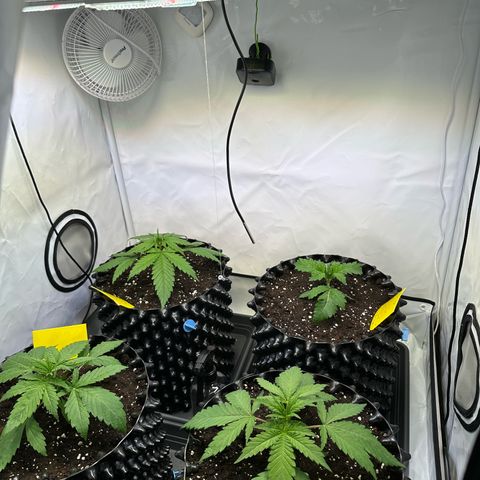 Blue Cheese growlog timeline photo