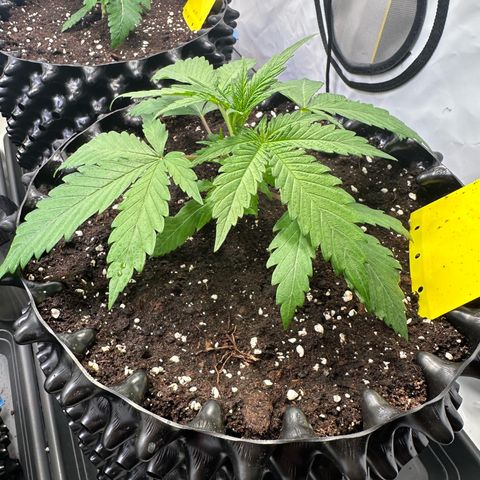 Blue Cheese growlog timeline photo