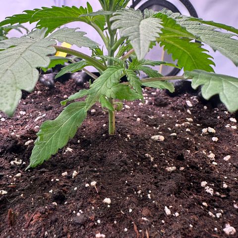 Blue Cheese growlog timeline photo