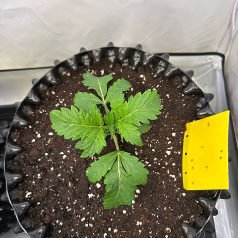 White Truffle Limited Edition  growlog timeline photo