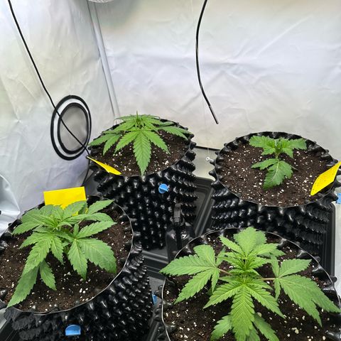 White Truffle Limited Edition  growlog timeline photo
