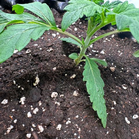 White Truffle Limited Edition  growlog timeline photo