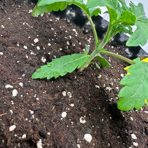 White Truffle Limited Edition  growlog timeline photo