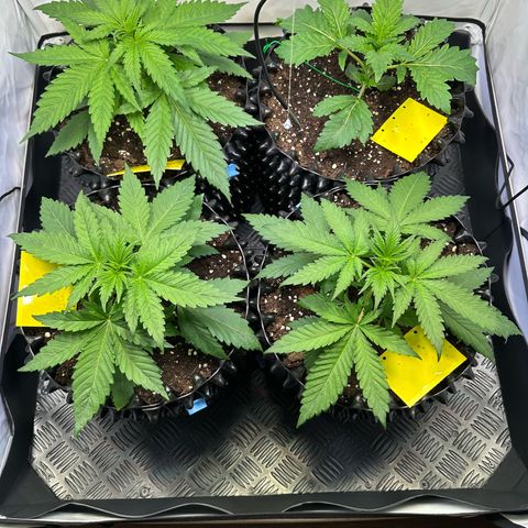 Blue Cheese growlog timeline photo