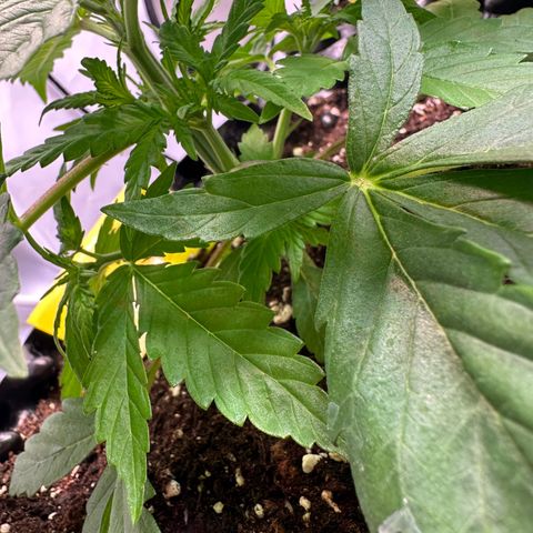 Blue Cheese growlog timeline photo