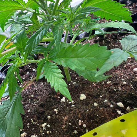 Blue Cheese growlog timeline photo