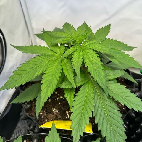 Blue Cheese growlog timeline photo