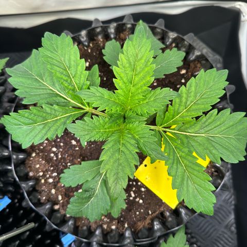 White Truffle Limited Edition  growlog photo: Da kommen einfach 4 Triebe an einer Nodie raus :)) also wenn der Mutant nicht zwittert dann wundert mich nix mehr
