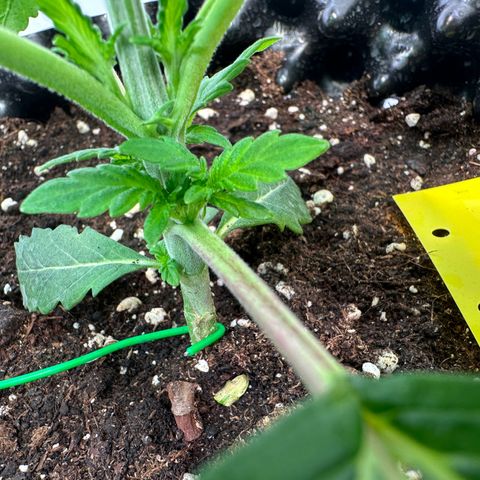 White Truffle Limited Edition  growlog photo: Da kommen einfach 4 Triebe an einer Nodie raus :)) also wenn der Mutant nicht zwittert dann wundert mich nix mehr