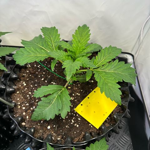 White Truffle Limited Edition  growlog photo: Da kommen einfach 4 Triebe an einer Nodie raus :)) also wenn der Mutant nicht zwittert dann wundert mich nix mehr
