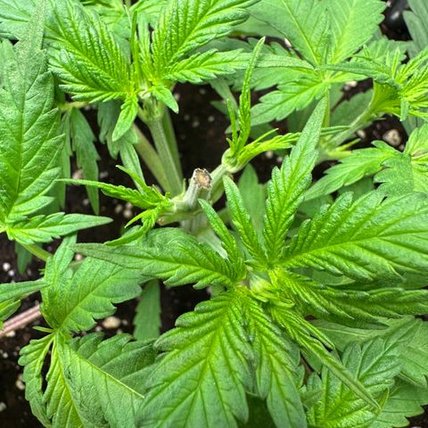 Blue Cheese growlog timeline photo