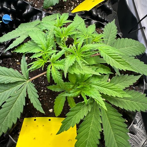 Blue Cheese growlog timeline photo