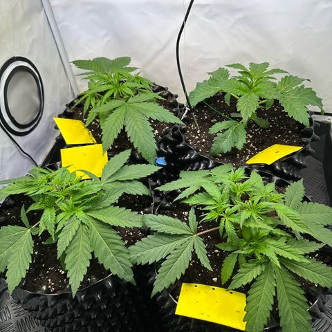 Blue Cheese growlog timeline photo