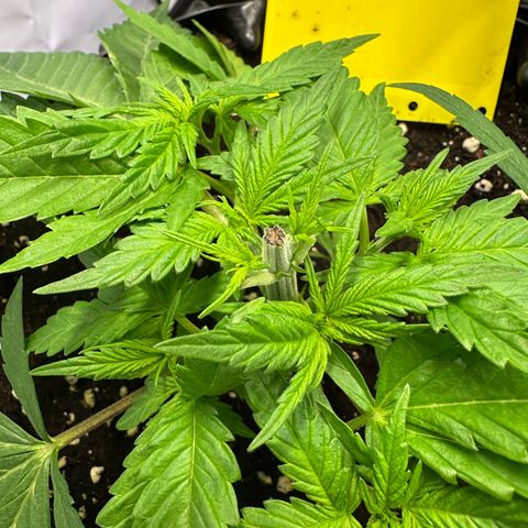 Blue Cheese growlog timeline photo